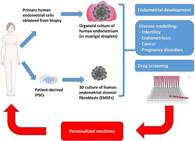 Organoid Models of Human Endometrial Development and Disease